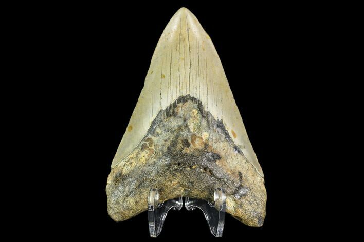 Fossil Megalodon Tooth - North Carolina #109852